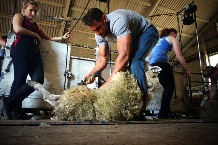 Sheep shearing