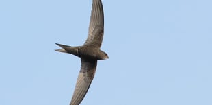 Powys swift conservation group takes off with enthusiastic launch