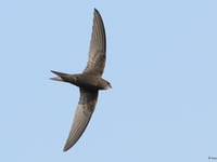 Powys swift conservation group takes off with enthusiastic launch