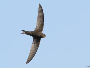 New group takes flight to help save iconic bird