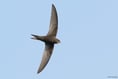 Powys swift conservation group takes off with enthusiastic launch