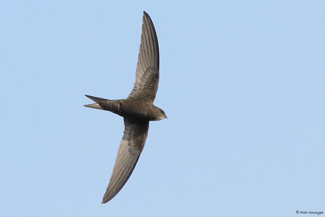 Common Swift (c) Piotr Szczypa