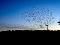 Stunning starling murmuration spotted at Llandegley