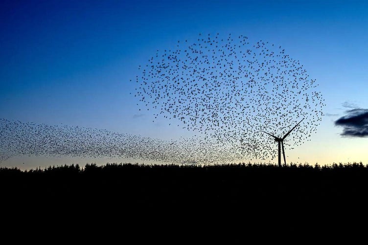 Starling murmuration
