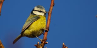Join the Big Farmland Bird Count 2024 for wildlife conservation