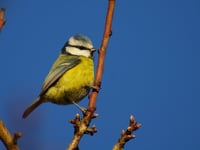 Join the Big Farmland Bird Count 2024 for wildlife conservation