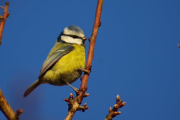 Blue tit - c.Will George.