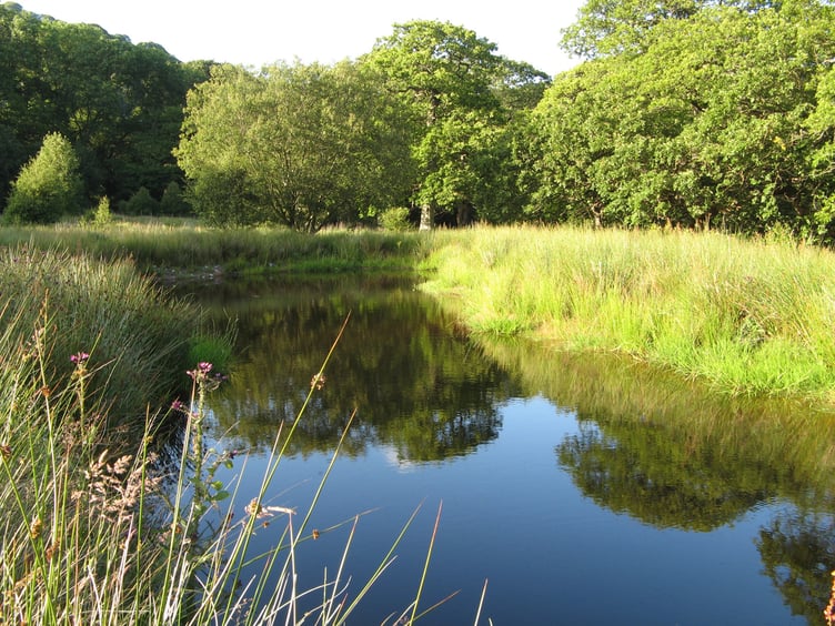 Wildlife pond at Nannerth Country Holidays