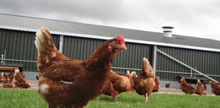 Plans for a dozen chicken farms in Powys still on pause