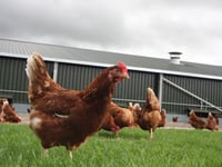 Plans for a dozen chicken farms in Powys still on pause