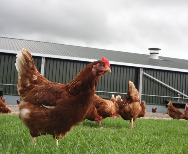 Plans for a dozen chicken farms in Powys still on pause