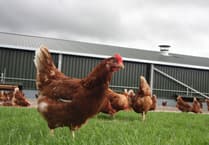 Plans for a dozen chicken farms in Powys still on pause