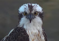 Osprey meeting to take place in Talybont-on-Usk