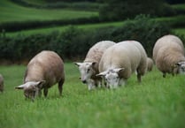 New project seeks Welsh pioneers for sustainable livestock grazing