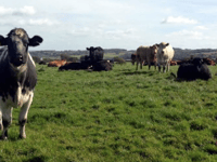 Only 3% of farmers trust the Welsh government, survey finds