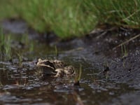 Toad migration sees volunteers help them cross road safely