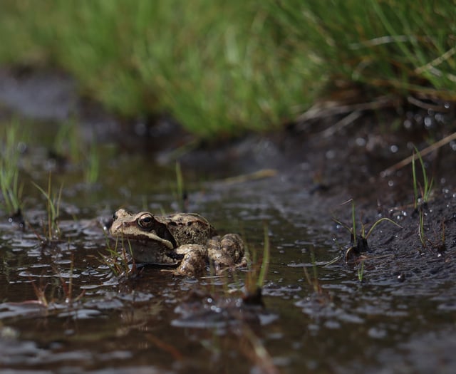 Toad migration sees volunteers help them cross road safely