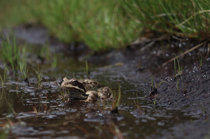 Warnings as toad migration sees 100s die on roads
