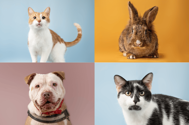 Jamie Smart RSPCA animal photos