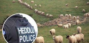 Crime team investigate theft of over 100 hundred sheep