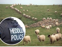Crime team investigate theft of over 100 hundred sheep