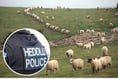 Police probe theft of more than 70 sheep from farm