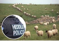 Crime team investigate theft of over 100 hundred sheep in Mynydd Myddfai area