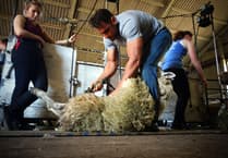 British Wool 2024 shearing training courses go live