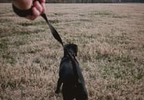 Tougher dog laws 'historic win' for farmers