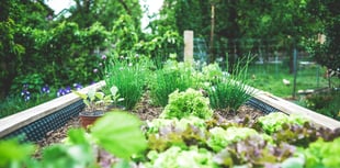 Powys gardens open for charity