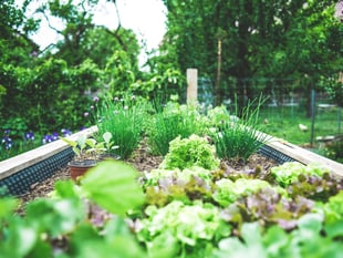 Powys gardens open for charity
