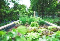 New support for community gardens in Powys