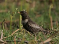 Rhayader by Nature to host talk on enigmatic bird