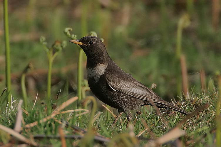 Ring ouzel