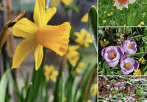 Video: Picture This - first signs of spring
