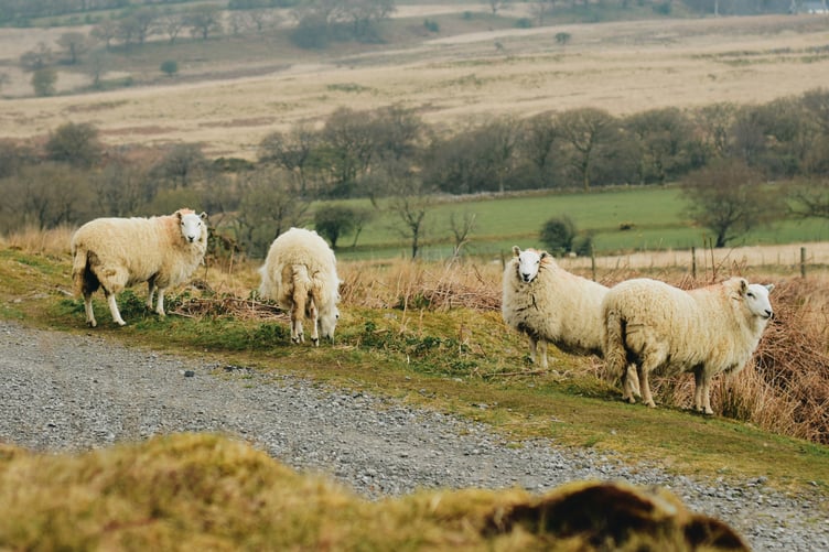 Welsh sheep
