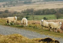 Big annual increases boost for Welsh sheep exports
