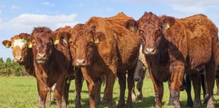 Public cautioned against disturbing newborn lambs and calves