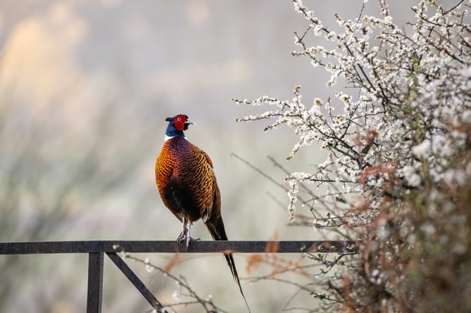 Jamie Smart award winning image of a pheasant.
