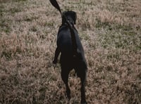 'No winners in livestock attacks': FUW warns dog owners