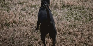'No winners in livestock attacks': FUW warns dog owners