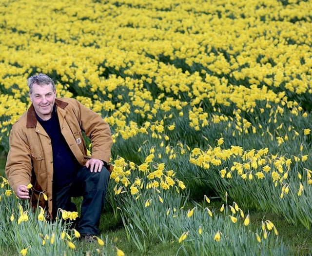How daffodil diversification is helping to slow down Alzheimers