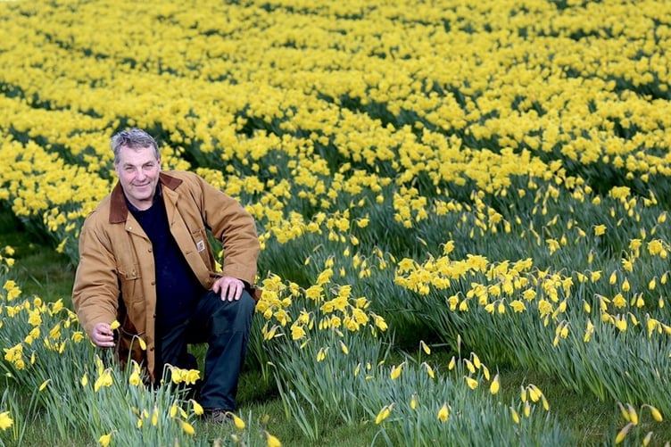 A farmer with fields of daffodils at Fedwlydan, Glasbury-on-Wye, is finding a link between the yellow flower and a slowing down of Alzheimer's.
