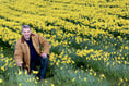 How daffodil diversification is helping to slow down Alzheimers