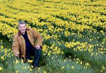 How daffodil diversification is helping to slow down Alzheimers