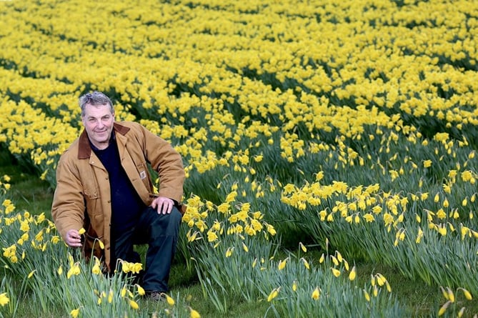 A farmer with fields of daffodils at Fedwlydan, Glasbury-on-Wye, is finding a link between the yellow flower and a slowing down of Alzheimer's. 