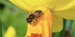 Video: Picture This - Yellow photographs!