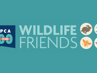 RSPCA relaunches family-friendly wildlife volunteering