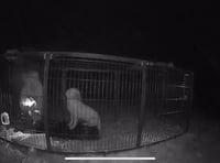 Fundraiser launched for team who rescued stray dog