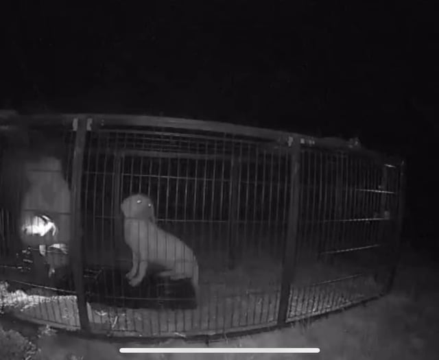Fundraiser launched for team who rescued stray dog